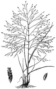 Purple Lovegrass /
Eragrostis spectabilis